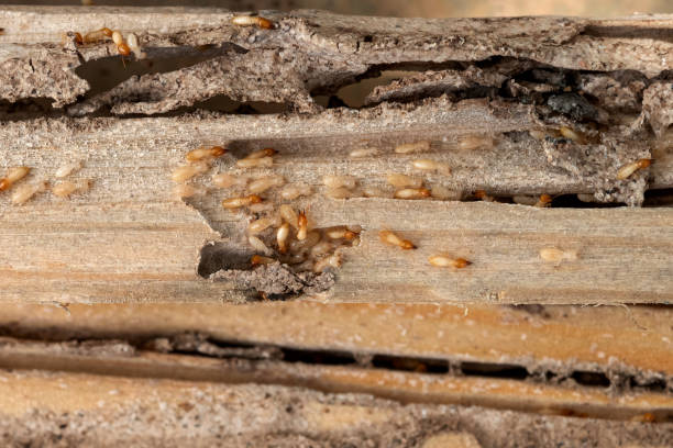 Best Wasp Removal Services  in Murphysboro, IL